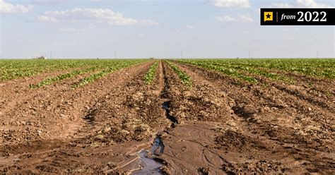 'We'll all be watching that.' What Texas farmers and ranchers are tracking as heat, drought continues